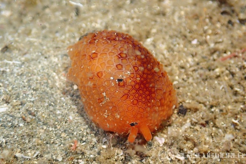 カメノコフシエラガイ Pleurobranchus peronii