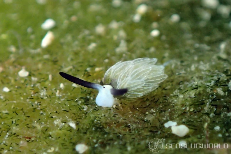 ウサギモウミウシ Costasiella usagi