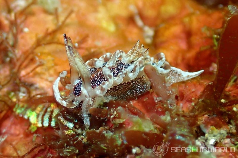 イバラウミウシ Ceratodoris barnardi