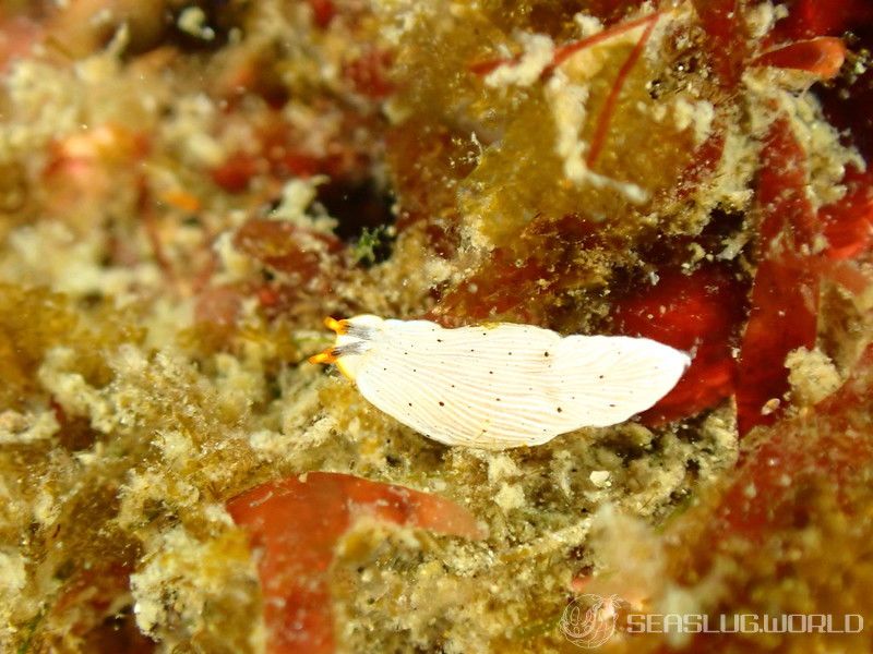 カメキオトメウミウシ Dermatobranchus primus