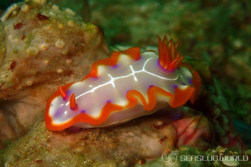 アミダイロウミウシ Hypselodoris iacula