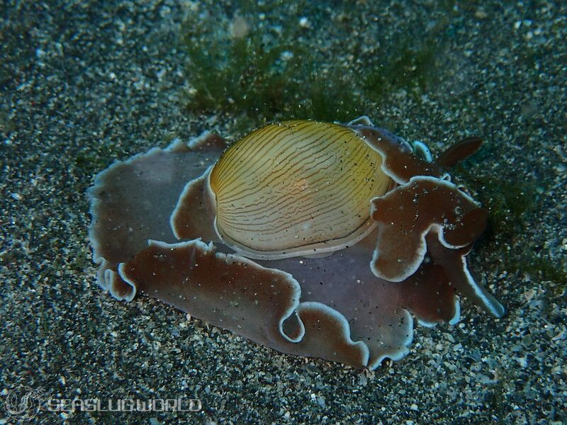 ヒメヤカタガイ Hydatina zonata