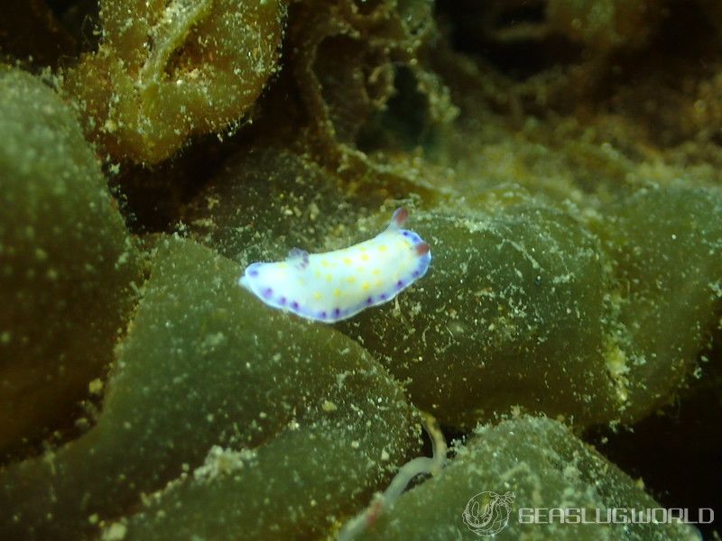 コモンウミウシ Goniobranchus aureopurpureus