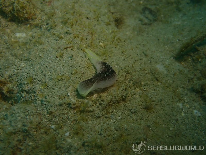 コナユキツバメガイ Chelidonura amoena