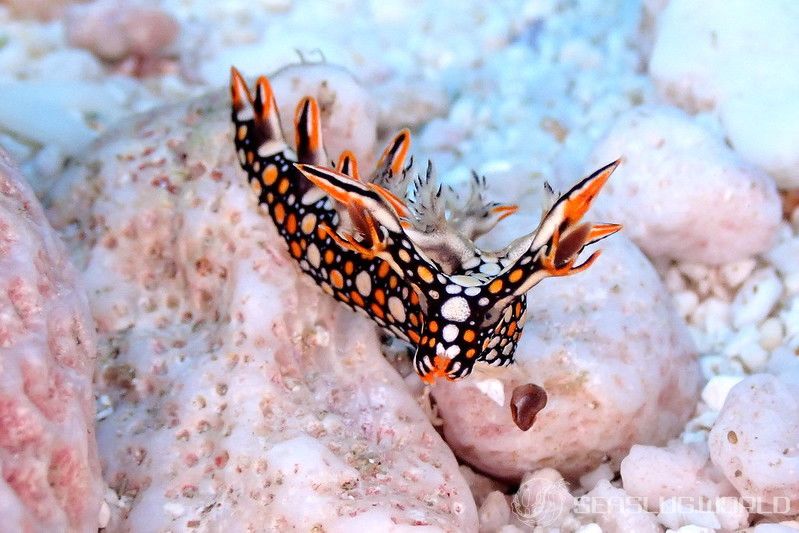 ヒオドシユビウミウシ Bornella anguilla