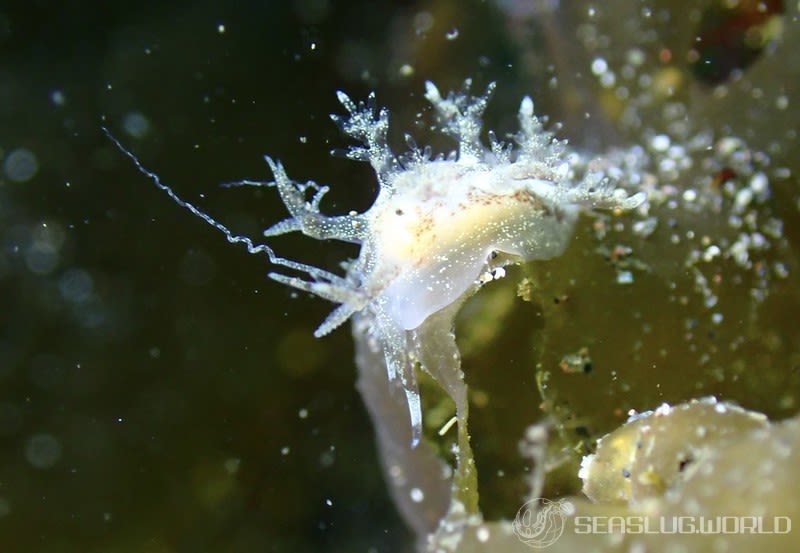 イトヒキウミウシ Pseudobornella orientalis