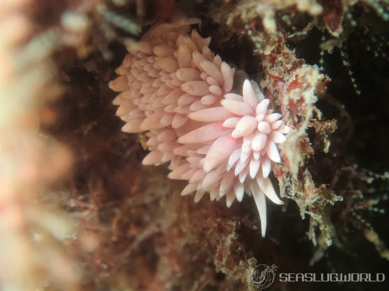 サクラミノウミウシ Sakuraeolis sakuracea