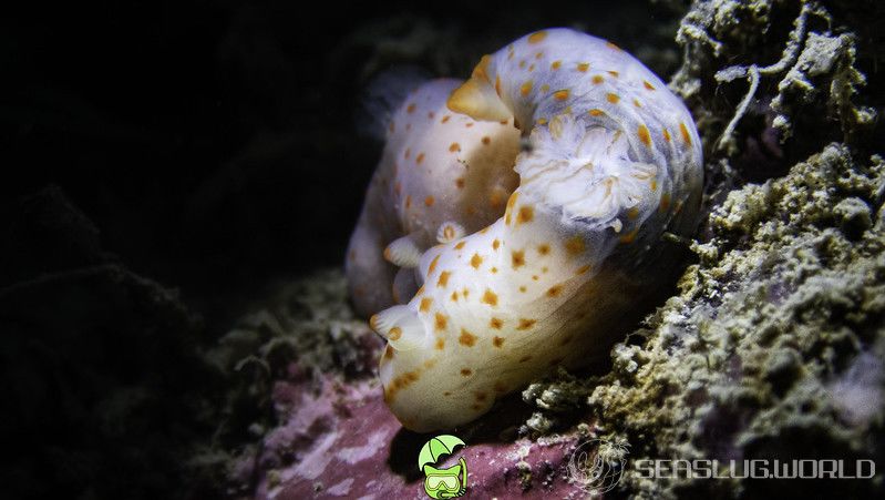 アカボシウミウシ Gymnodoris alba