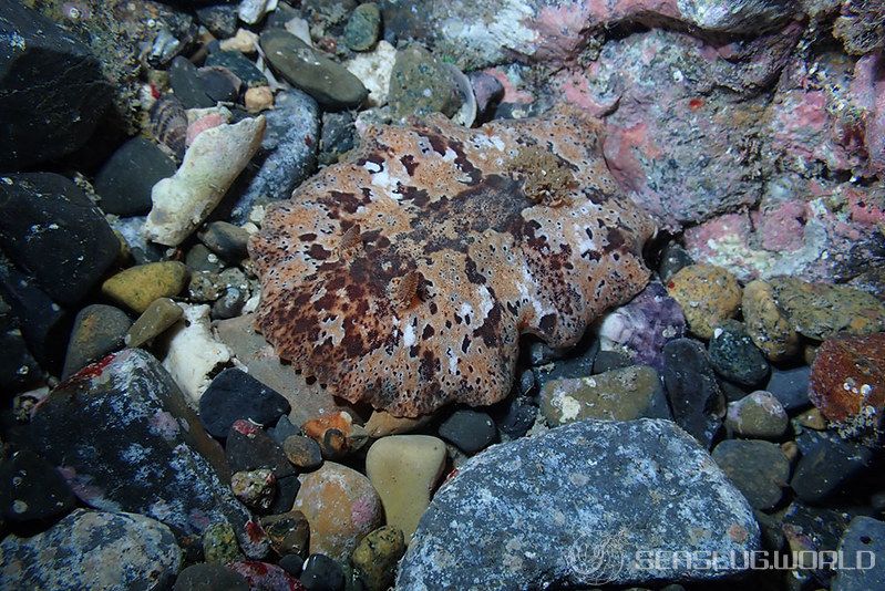 クモガタウミウシ Platydoris ellioti