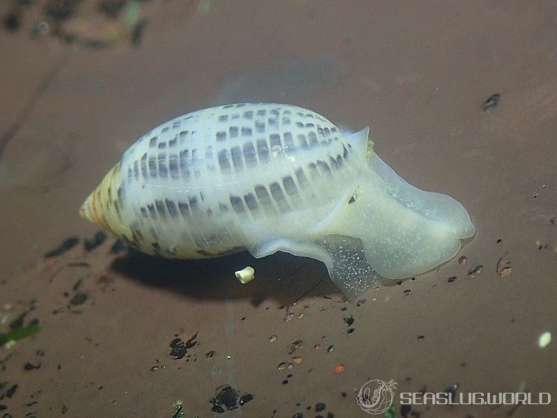 コシイノミガイ Pupa strigosa