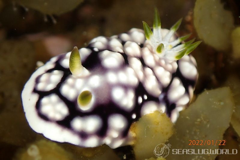 キカモヨウウミウシ Goniobranchus geometricus