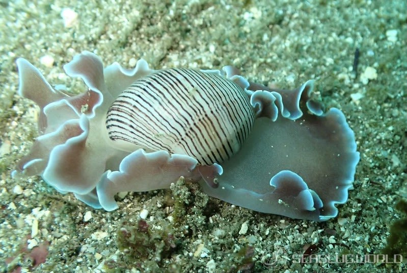 ミスガイ Hydatina physis