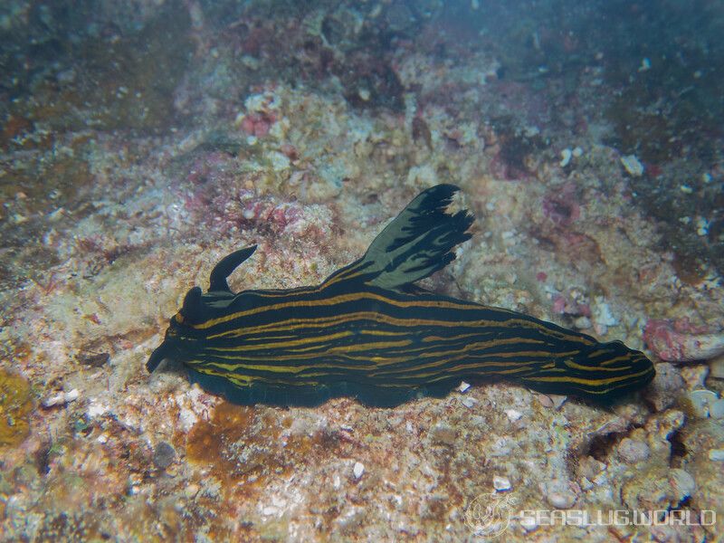 イシガキリュウグウウミウシ Tyrannodoris luteolineata