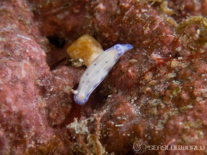 アジサイイロウミウシ Hypselodoris bertschi