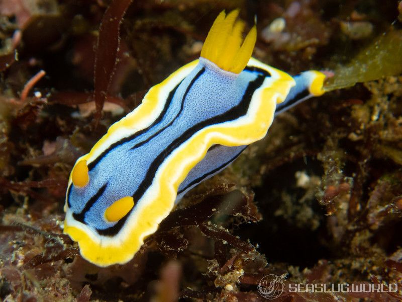 アンナウミウシ Chromodoris annae