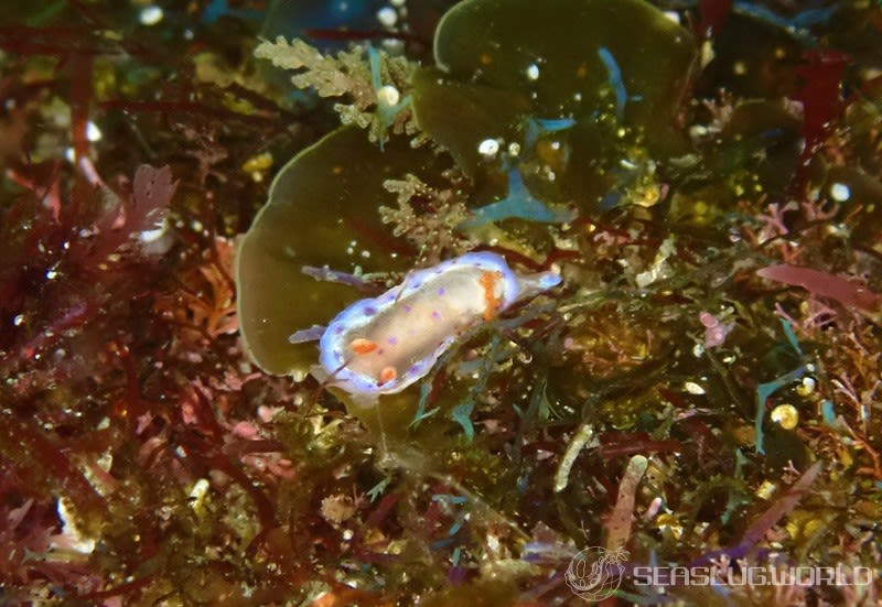 ミカドウミウシ Hexabranchus lacer