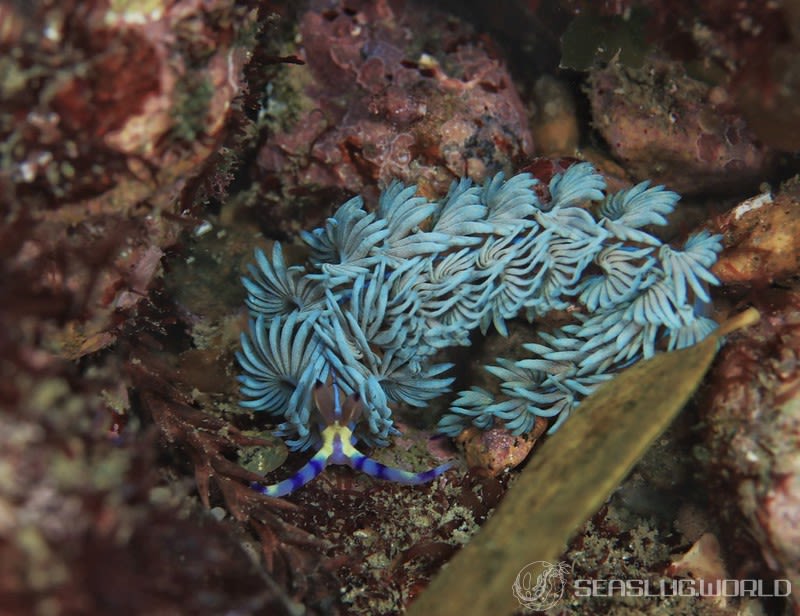 ムカデミノウミウシ Pteraeolidia semperi