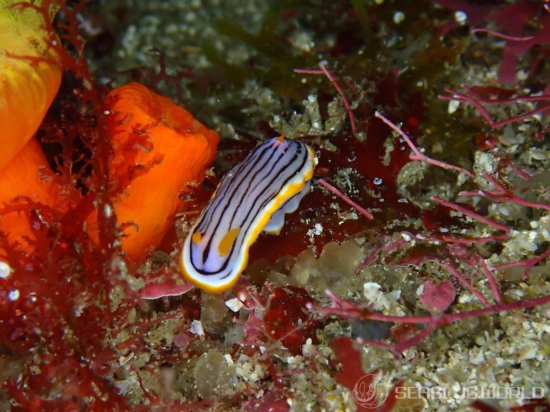 クロスジウミウシ Chromodoris sp. 6