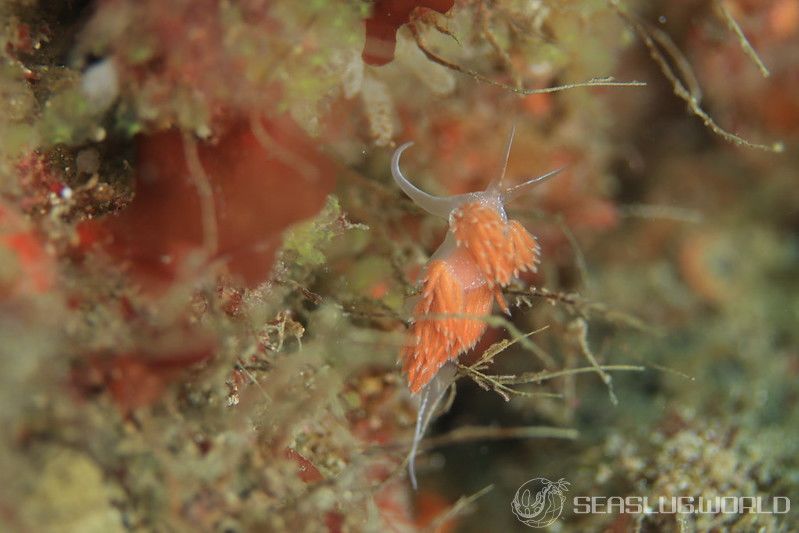 アカエラミノウミウシ Sakuraeolis enosimensis