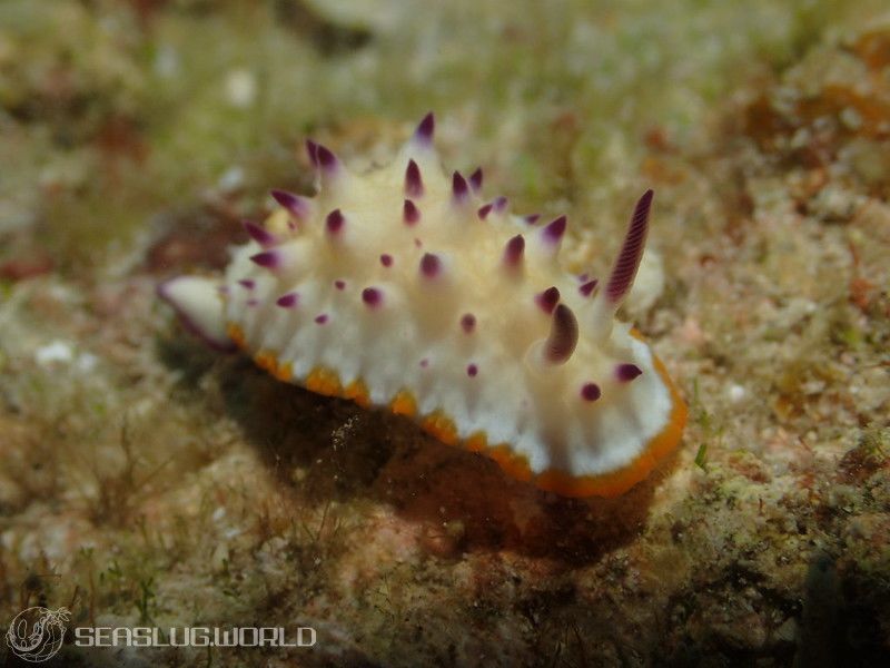 レンゲウミウシ Mexichromis multituberculata