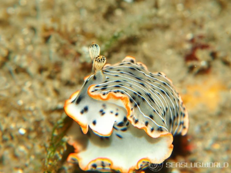 ホソジマオトメウミウシ Dermatobranchus nigropunctatus