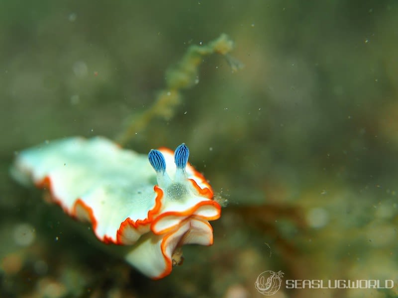 アワシマオトメウミウシ Dermatobranchus albopunctulatus