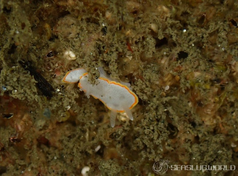 ミツイラメリウミウシ Diaphorodoris mitsuii