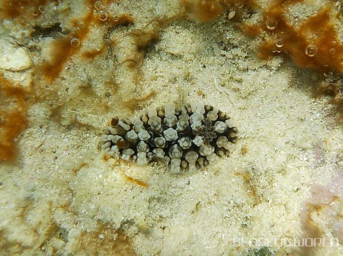 コウシンウミウシ Dendrodoris carbunculosa