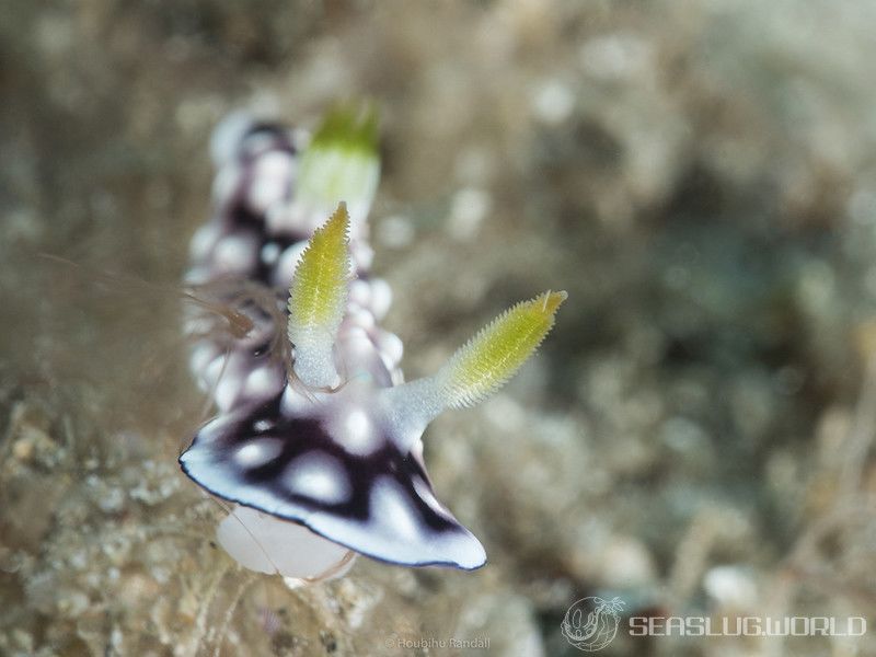 キカモヨウウミウシ Goniobranchus geometricus