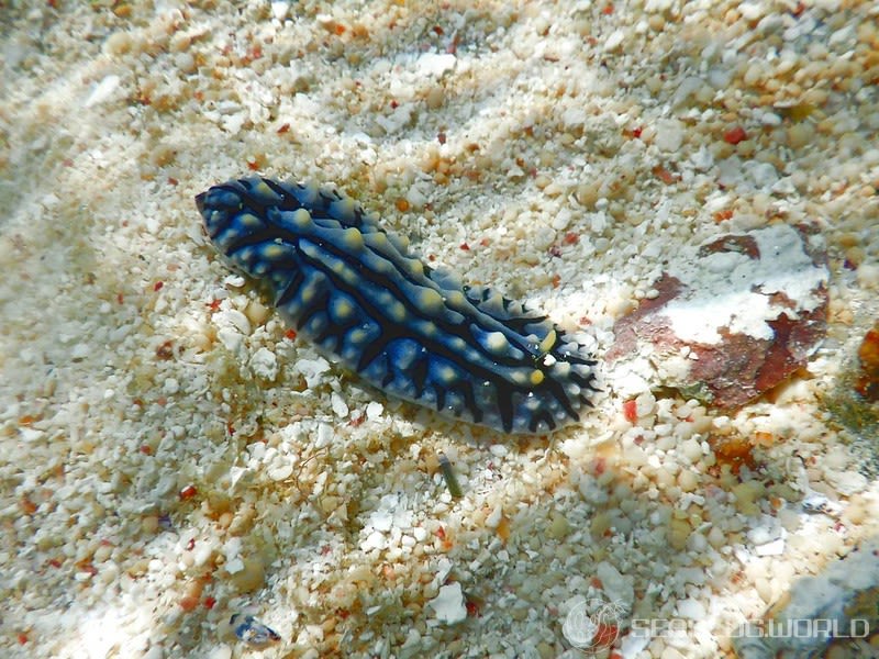 タテヒダイボウミウシ Phyllidia varicosa