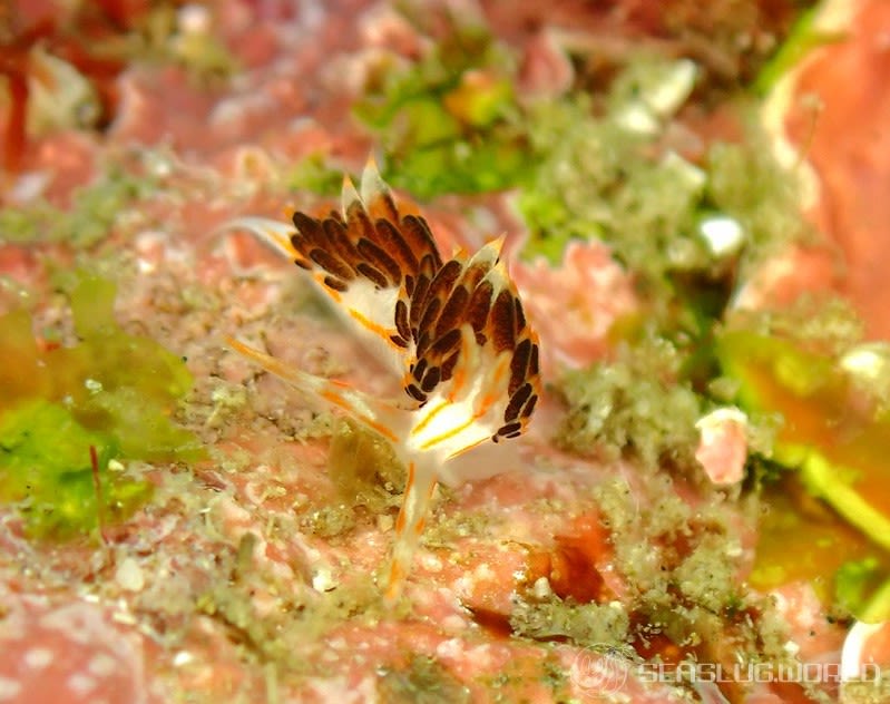 フタスジミノウミウシ Facelina bilineata