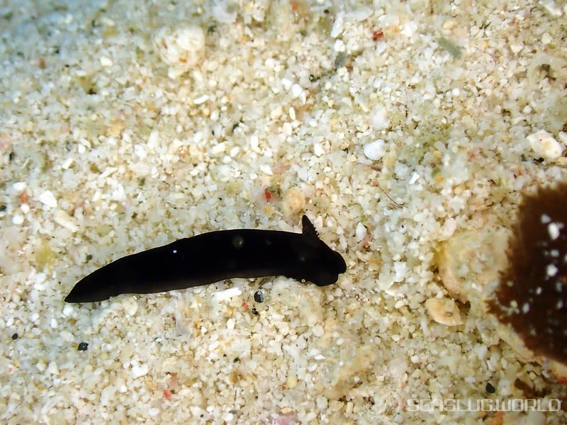 スミゾメキヌハダウミウシ Gymnodoris nigricolor