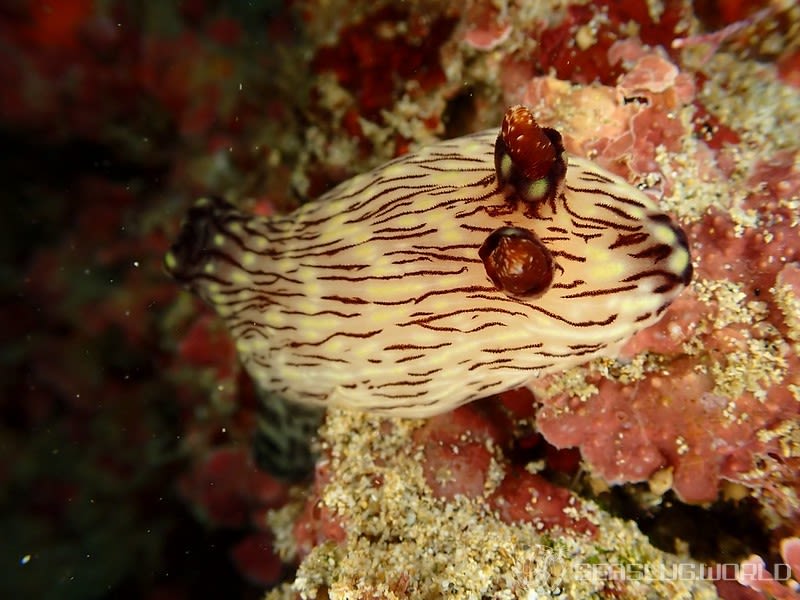 ブッシュドノエルウミウシ Jorunna rubescens