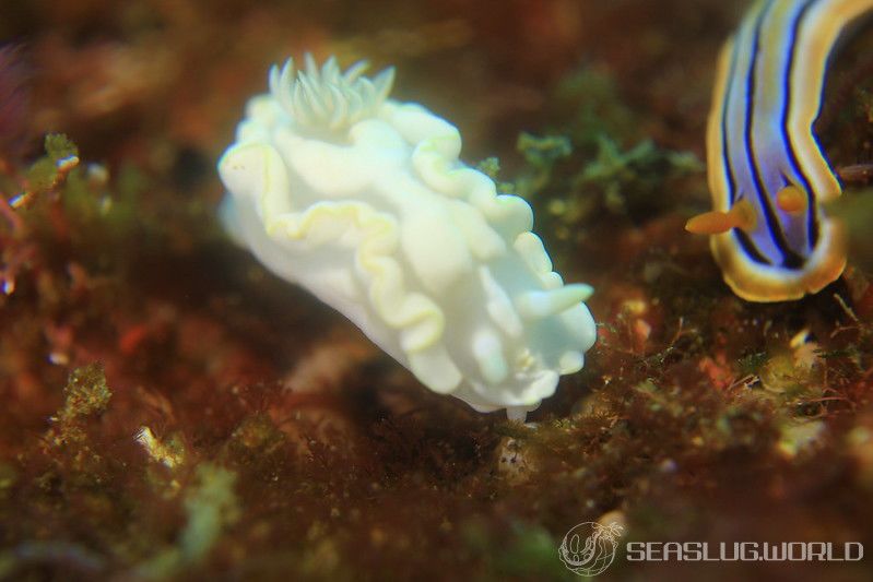 シロタエイロウミウシ Glossodoris buko