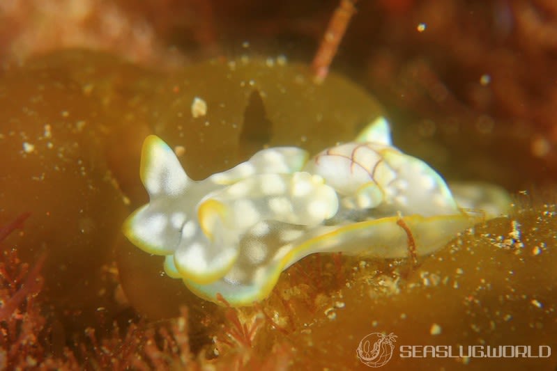 チャシボリガイ Micromelo undatus