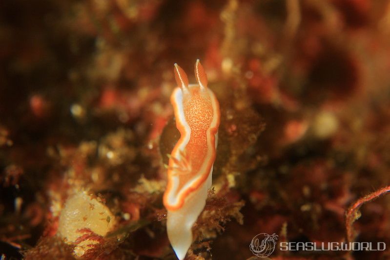 キャラメルウミウシ Glossodoris rufomarginata