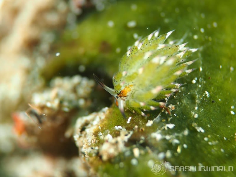 クサイロモウミウシ Costasiella paweli