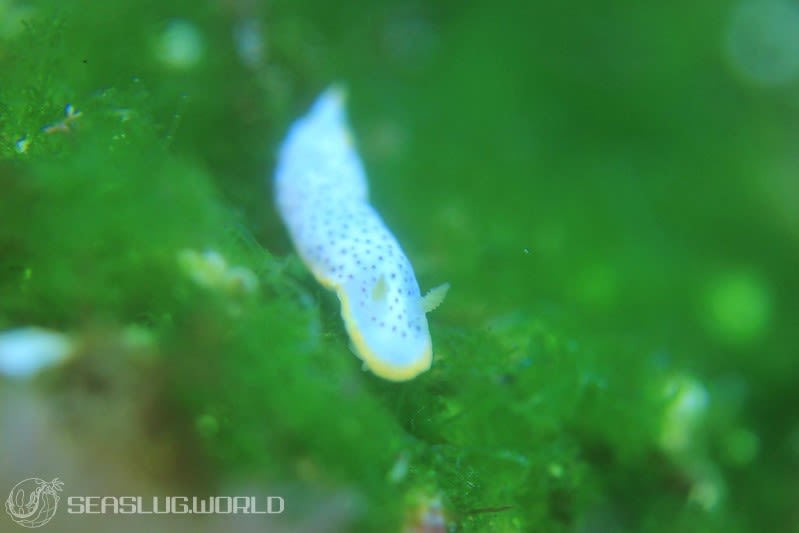 モンコウミウシ Chromodoris aspersa