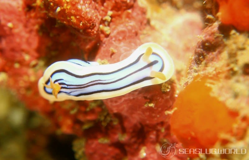 コールマンウミウシ Chromodoris colemani