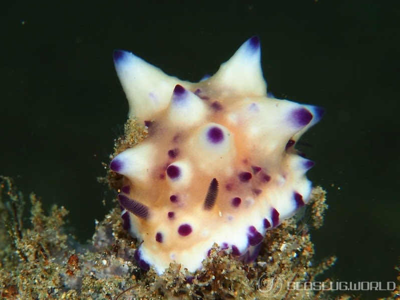 レンゲウミウシ Mexichromis multituberculata