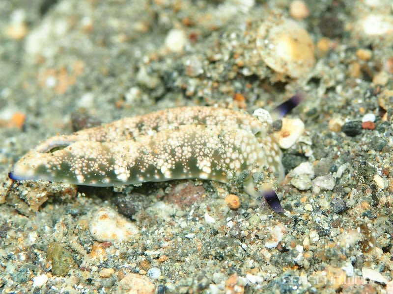 チドリミドリガイ Plakobranchus ocellatus