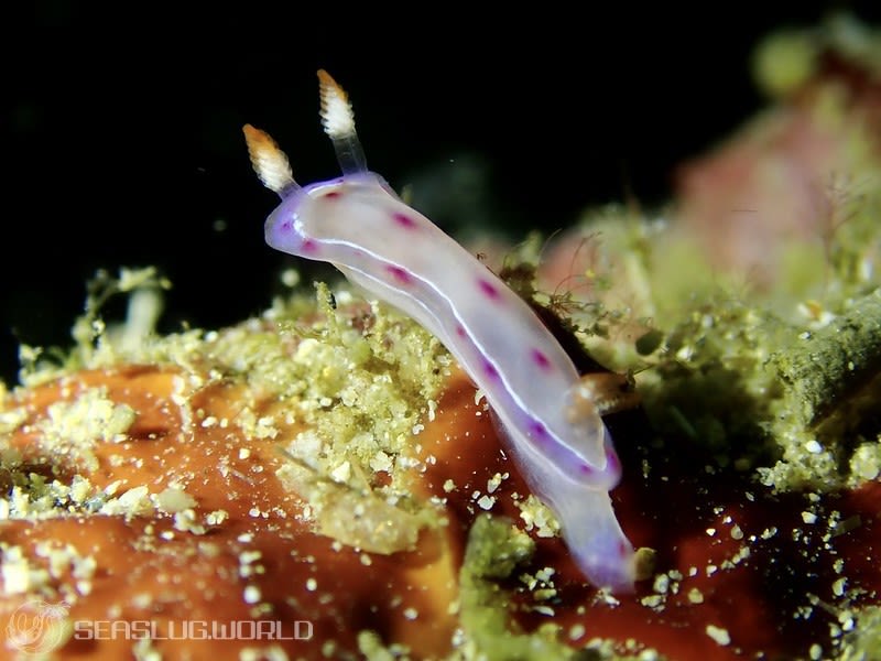 ミカドウミウシ Hexabranchus lacer