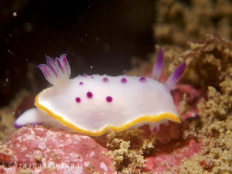 クリヤイロウミウシ Mexichromis mariei