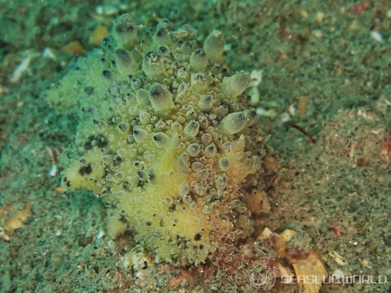 ヤマトウミウシ Homoiodoris japonica