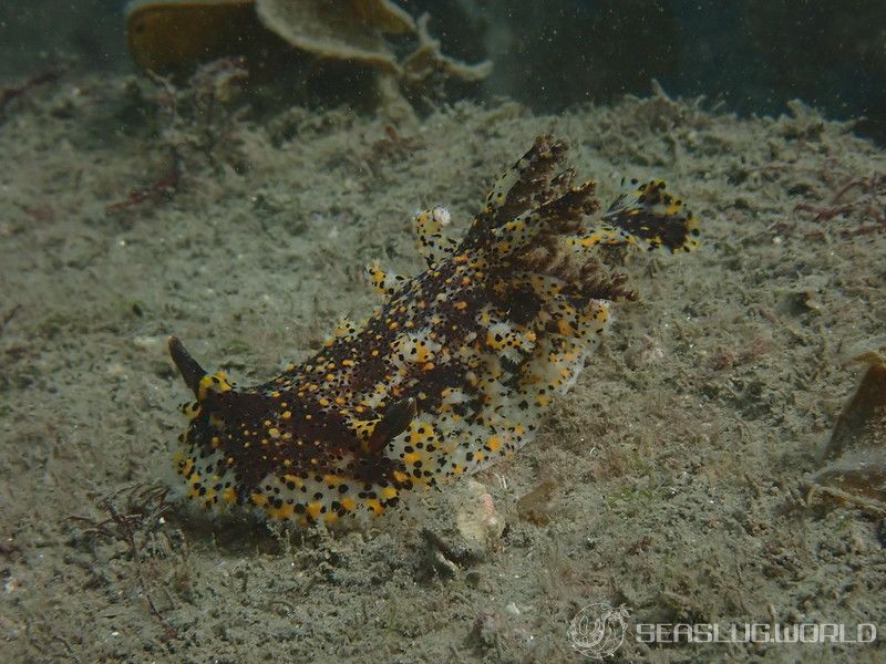 ヒカリウミウシ Plocamopherus tilesii