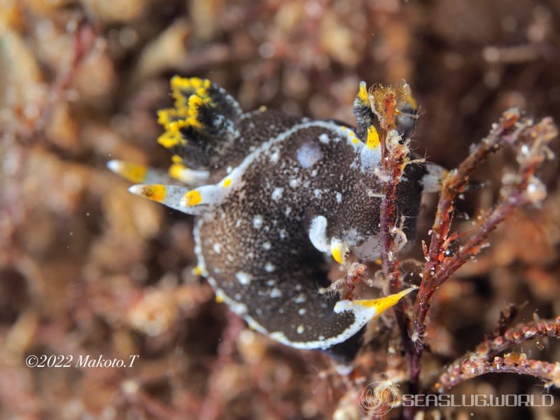 クロコソデウミウシ Polycera hedgpethi