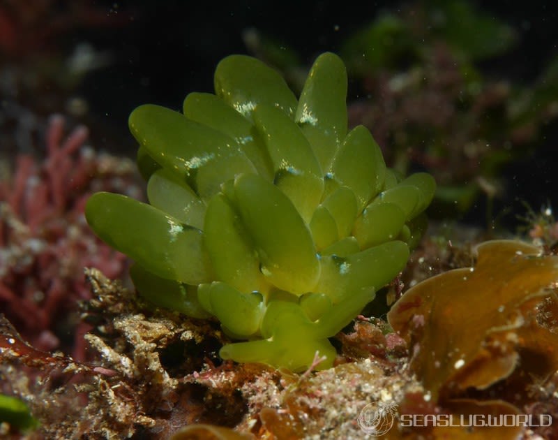 タマミルウミウシ Sacoproteus smaragdinus