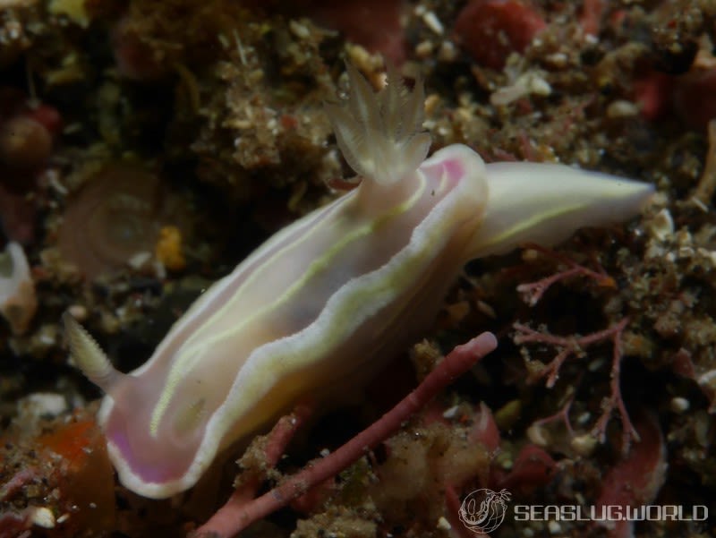 ウスフジイロウミウシ Ceratosoma sp. 1