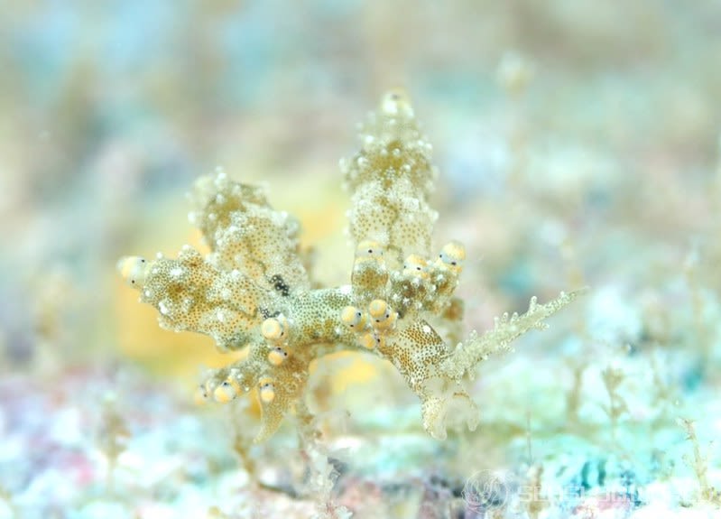 ツノトゲホリミノウミウシ Eubranchus rubropunctatus