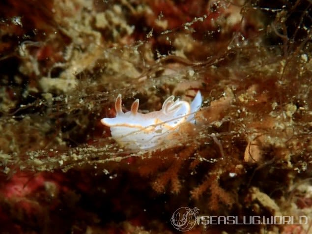 キャラメルウミウシ Glossodoris rufomarginata